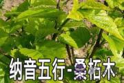 八字納音五行：桑柘木命詳解