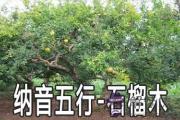 八字納音五行：石榴木命詳解