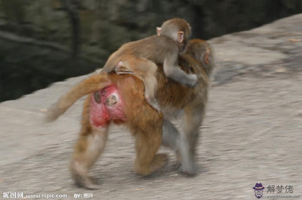 男猴女雞婚姻相配好嗎：屬猴男和屬婚姻相配嗎 幸福嗎
