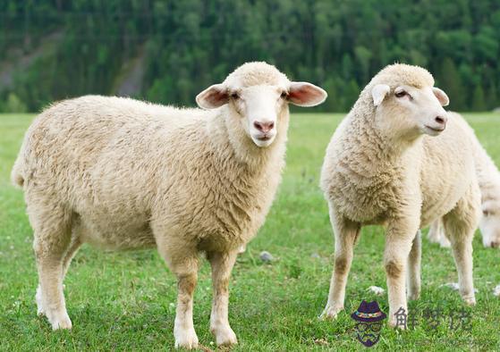 屬羊的和屬羊的合不合：屬羊的和屬羊的為什麼不合適？