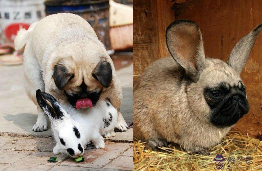 屬狗和兔相配婚姻如何：屬狗和屬兔的人結婚好不好
