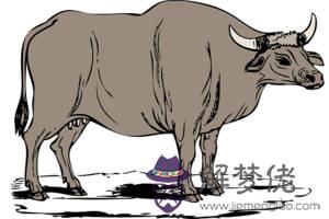 屬牛的一生運勢如何：屬牛的運勢女性的命運