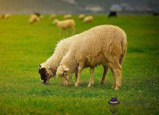 屬羊人2019年運勢運程：2019年屬羊的多大？