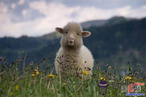 屬羊這月運勢如何：屬羊5月運勢