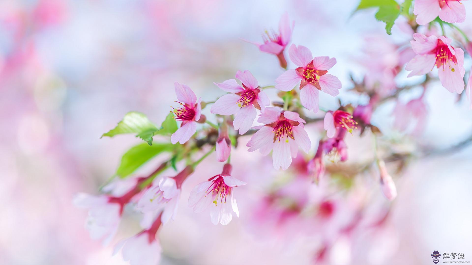 巨蟹座的桃花運勢：巨蟹座的桃花運在幾月？