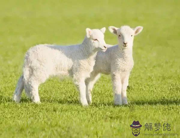 今年屬羊人的運勢：2017年屬羊人的全年運勢