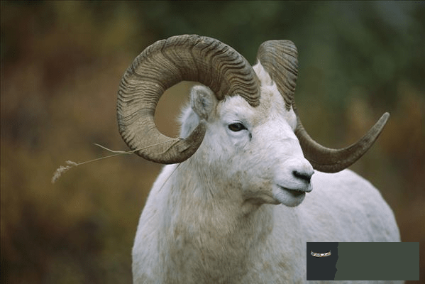 屬羊人11月運勢：農歷11月13日出生的屬羊人在2015年的運勢