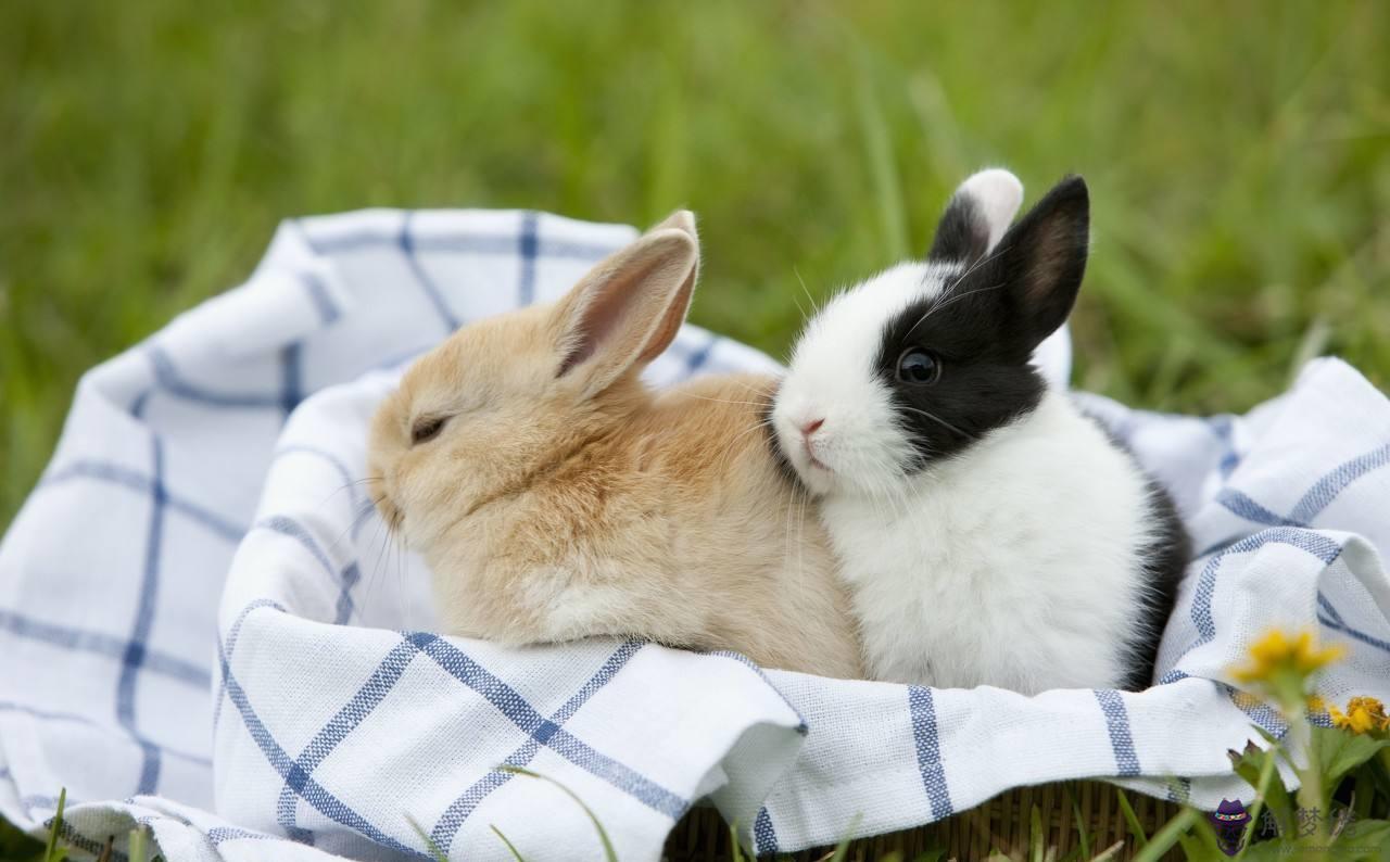 狗年屬兔運勢好嗎：87年屬兔人和82年屬狗人結婚后運勢