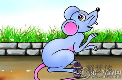 屬老鼠今年運勢：屬鼠人一生運勢命理運安閣？