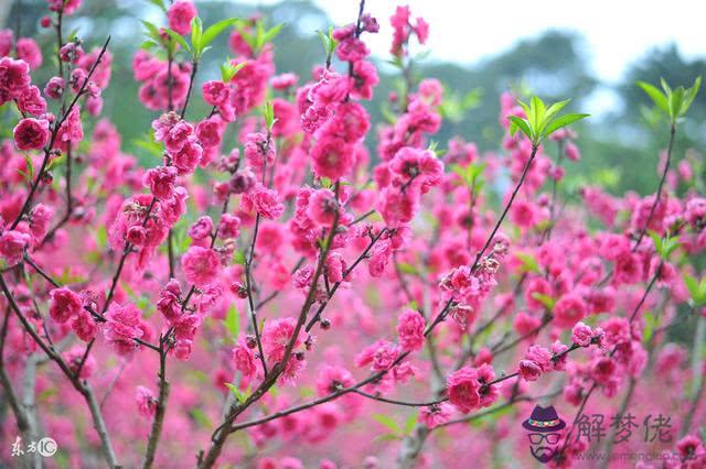 八字免費測桃花運：最精準的免費八字算命