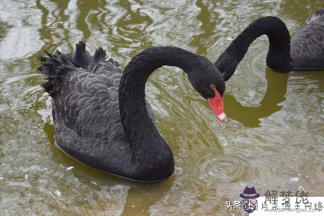 八字養是什麼意思呢：八字中月柱處養地什麼意思