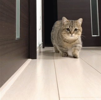 貓咪走路外八字：貓咪一直干嘔怎麼辦？