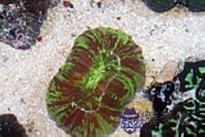 八字腦珊瑚褪色：八字腦珊瑚擺怕光嗎