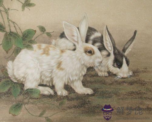 屬兔的人幾月出生好：1987年屬兔的幾月出生命好