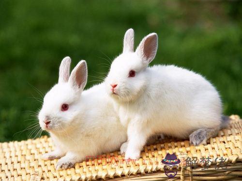屬兔人出生日的命運：屬兔人出生日的命運，屬兔人哪天出生最好