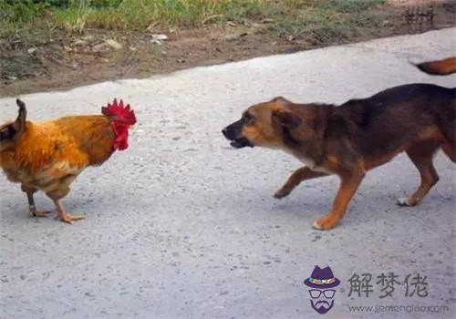 屬雞和狗相配嗎：雞和狗相配嗎