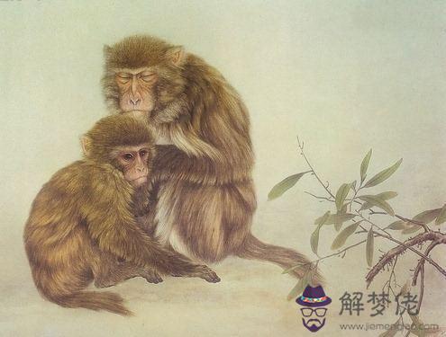 屬猴是哪年出生的：屬猴的哪一年出生