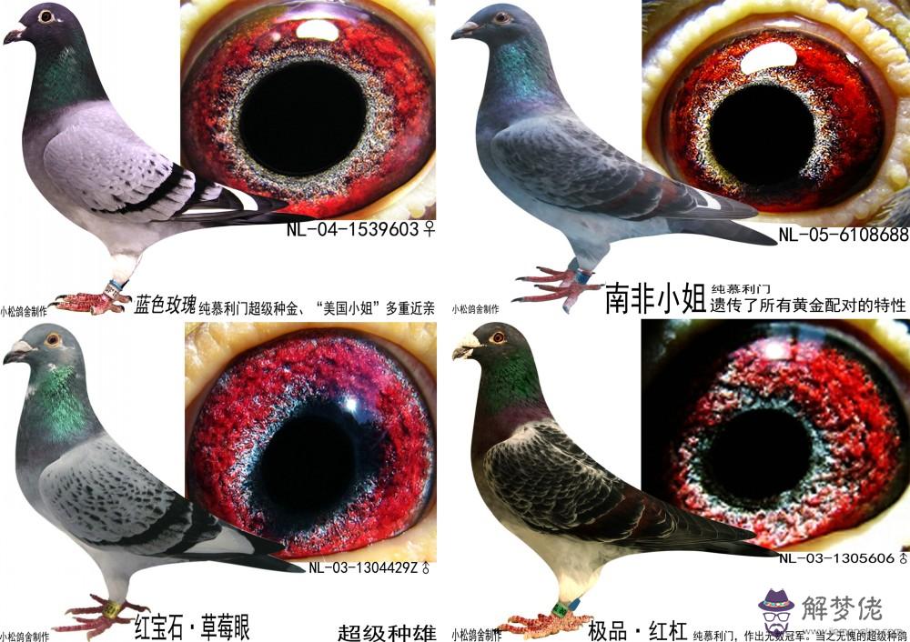 種鴿留種眼沙配對圖片：信鴿種鴿眼砂怎樣配對會飛的更快