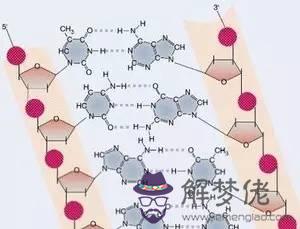 堿基互補配對的方式：堿基互補配對方式和堿基互補配對原則有什麼區別