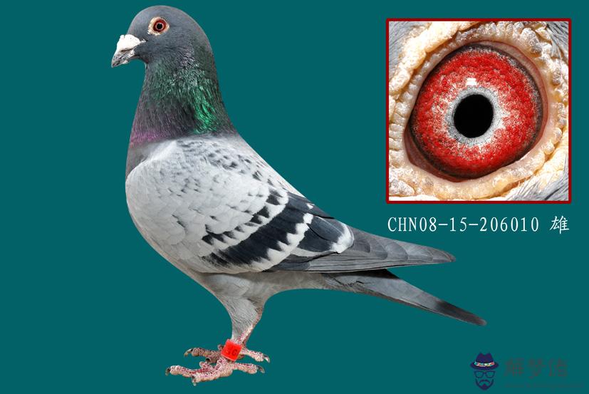 世界名鴿配對圖片：種鴿配對眼志圈與內線口有什麼講究