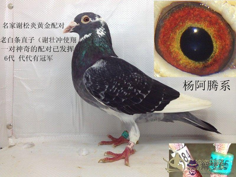 鄧文敏講種鴿配對：信鴿目前中國誰的詹森最實用
