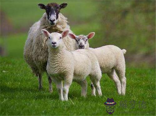 男屬羊和什麼生肖配對：1991年屬羊和什麼屬相相配