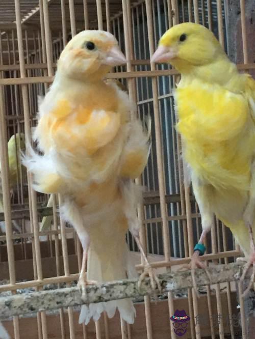 黃玉鳥的配對及繁殖：黃玉鳥在幾月是繁殖期，多久下蛋