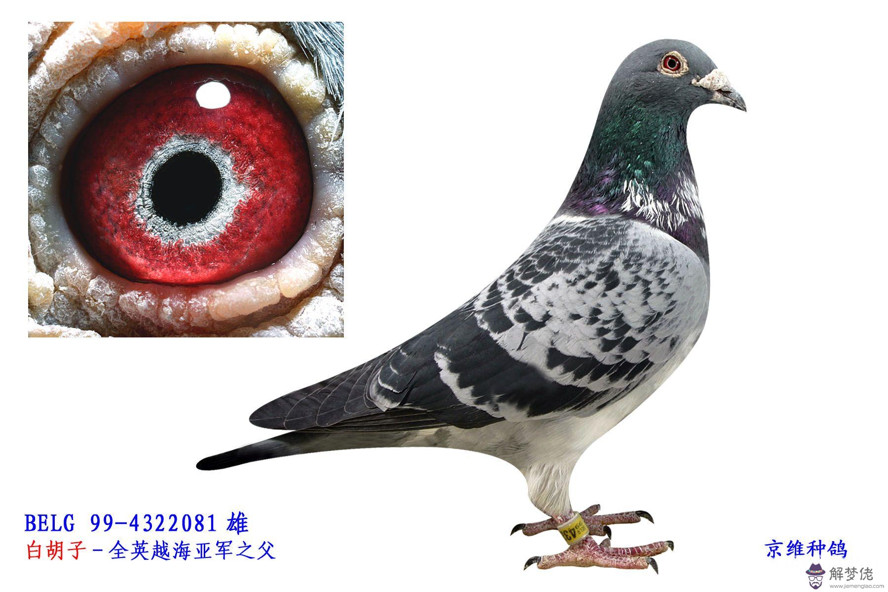 最難配對信鴿眼沙圖片：信鴿的眼沙什麼樣的好