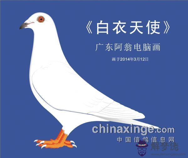 信鴿阿翁眼砂配對：中國信鴿天一鴿子眼砂太多要如和配對