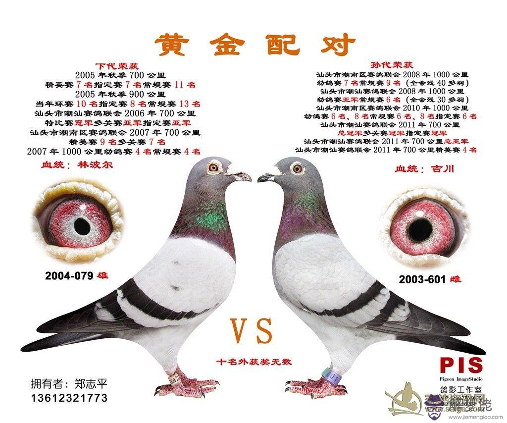 信鴿沙眼配對圖片：白珍珠信鴿能不能跟沙眼信鴿配對
