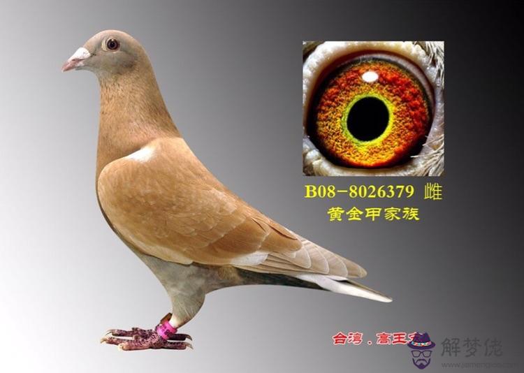 高王宏信鴿配對：高王宏種鴿鴿眼如何配