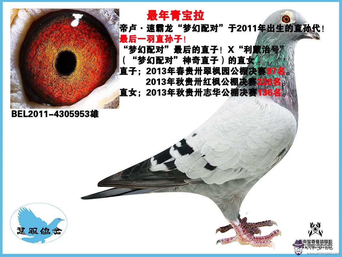 回血鴿子配對眼睛圖片：鴿子配對主要看眼睛還是體型
