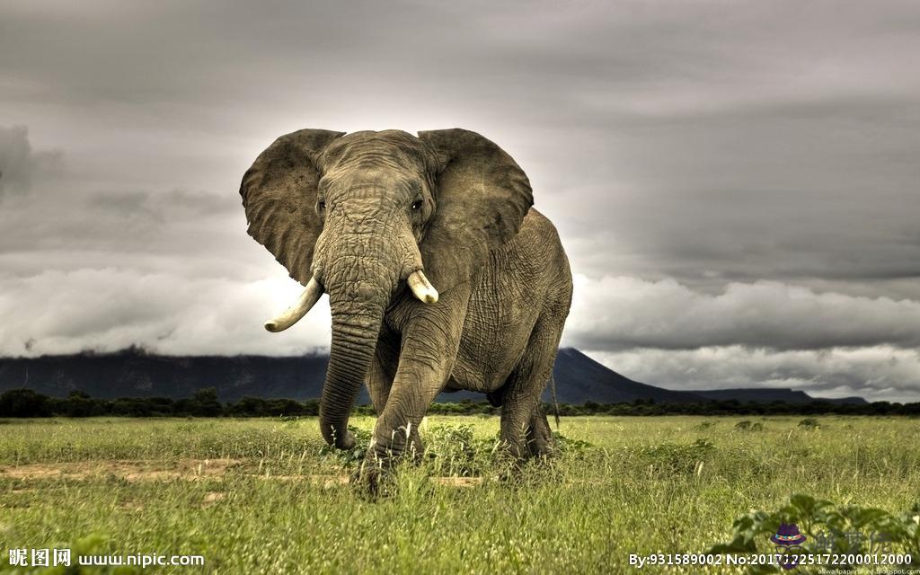 非洲大象與亞洲大象配對：非洲大象有多大