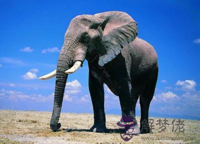 非洲大象與亞洲大象配對：大象壽命為什麼這麼長 非洲和亞洲的象到底有何區別