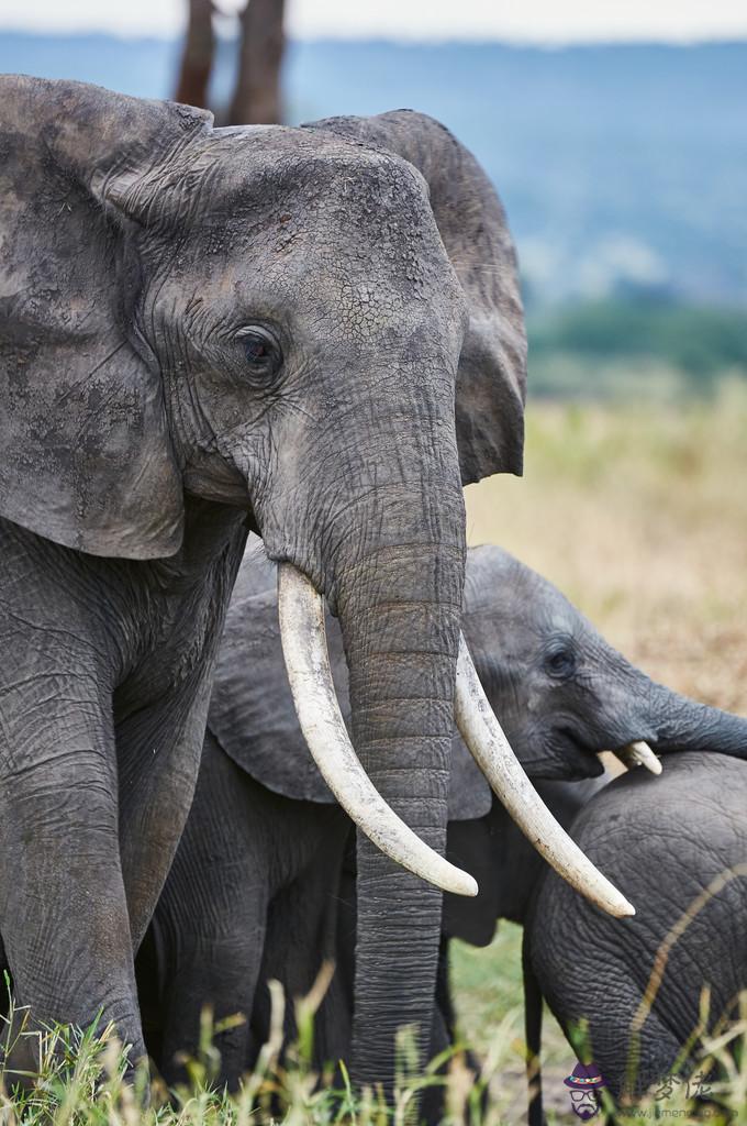 非洲大象與亞洲大象配對：非洲的大象與亞洲象的區別在哪里？