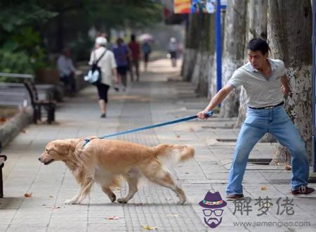 養狗會敗掉你財運