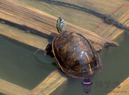 家里養烏龜對女人不好