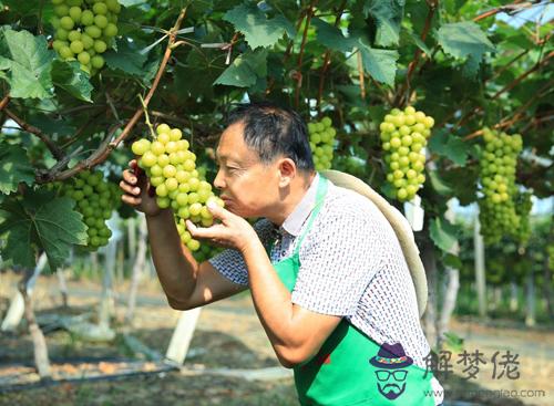 龍鼻是什麼樣的鼻子