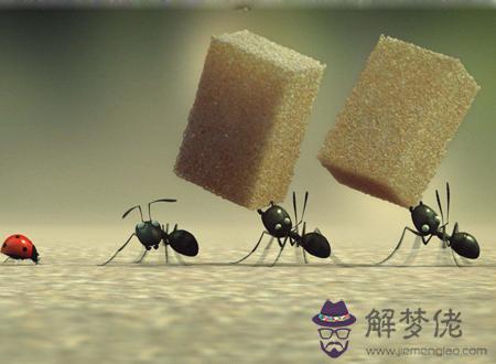 房間有螞蟻是什麼征兆
