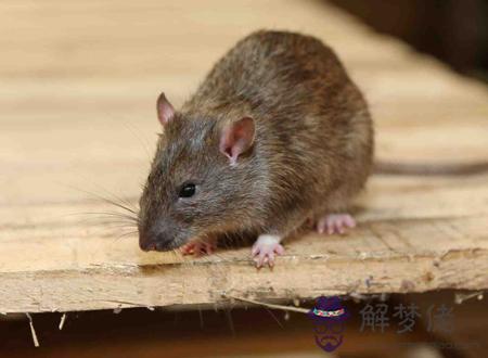 家里老鼠多有什麼預兆