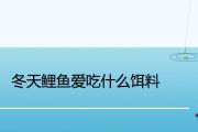 冬天鯉魚愛吃什麼餌料