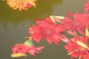 石門公園楓葉什麼時候變紅