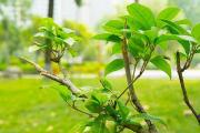 上海辰山植物園一日游攻略