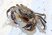 生螃蟹可以凍起來保存嗎