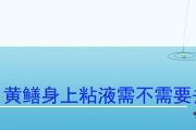 黃鱔身上粘液需不需要去除