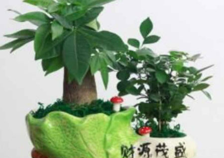 辦公室植物風水