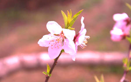 什么風水招爛桃花