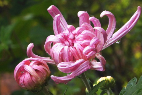 家中為什么不能養菊花 家里養菊花到底好不好