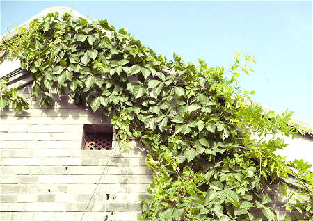 藤類植物在院子風水