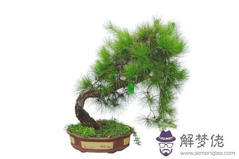 植物招財又旺宅 室內鎮宅辟邪的綠植